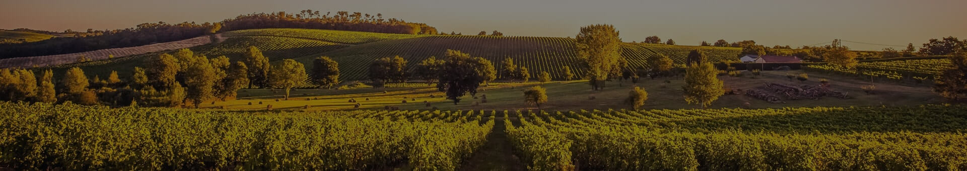Лозови масиви на Villa Vinifera в района на село Брестовица, област Пловдив